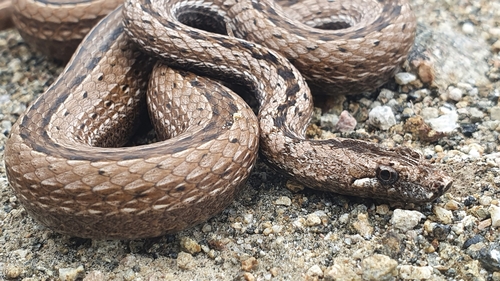 Ridgehead Snake