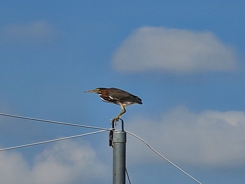 Green Heron photographed in Mississippi