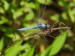 Orthetrum lineostigma