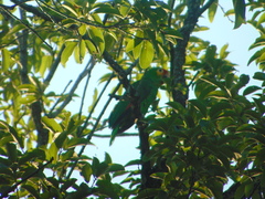 Amazona autumnalis