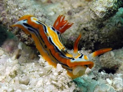 Chromodoris