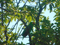 Amazona autumnalis