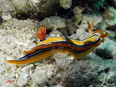Chromodoris
