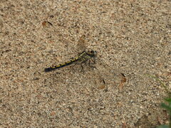 Orthetrum lineostigma