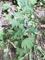 Leonurus cardiaca