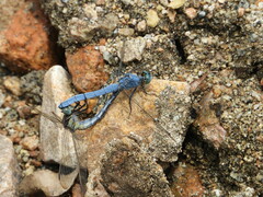 Orthetrum lineostigma