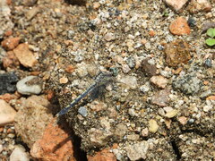 Orthetrum lineostigma