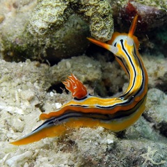 Chromodoris