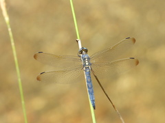 Orthetrum lineostigma