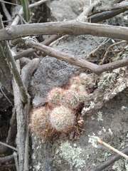 Mammillaria mathildae
