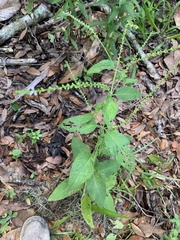 Verbena scabra
