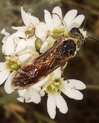 Tenthredo sabariensis