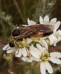 Tenthredo sabariensis