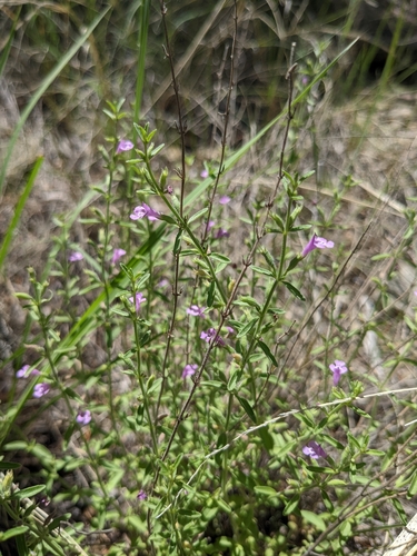 Image of Hedeoma drummondii by (c) Alaina Krakowiak, some rights reserved (CC BY)
