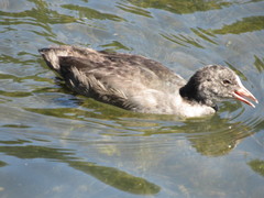Fulica atra