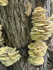 Pleurotus citrinopileatus