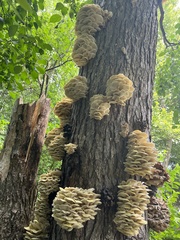 Pleurotus citrinopileatus