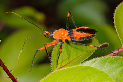 Poecilobdallus formosus