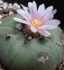 Lophophora