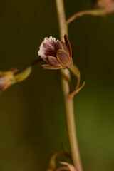 Eulophia bolusii