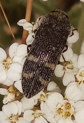 Acmaeoderella flavofasciata