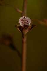 Eulophia bolusii