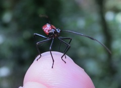 Paradasynus spinosus