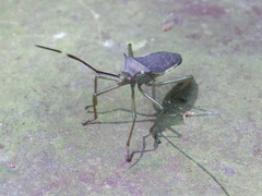 Paradasynus spinosus