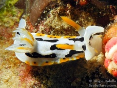 Chromodoris