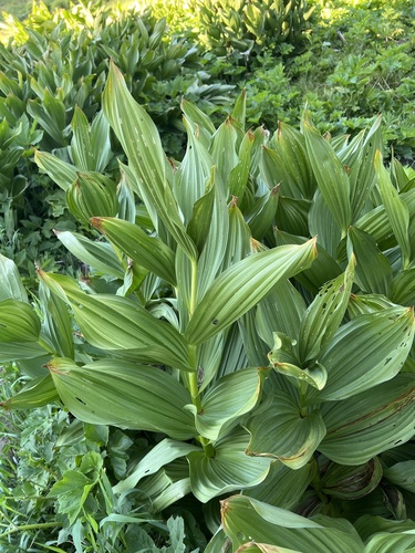 California false hellebore (Veratrum californicum)