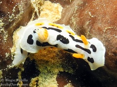 Chromodoris