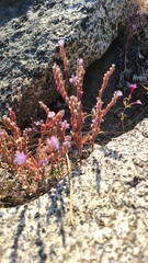 Phacelia quickii