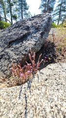 Phacelia quickii