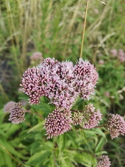 Eupatorium cannabinum