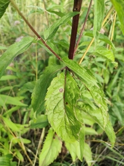 Eupatorium cannabinum