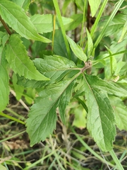 Eupatorium cannabinum