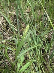 Platanthera dilatata