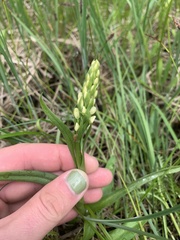 Platanthera dilatata