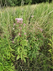 Eupatorium cannabinum