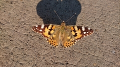 Vanessa cardui