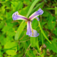 Iris versicolor