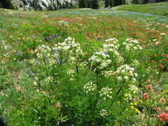 Ligusticum filicinum