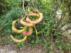 Pithecellobium unguis-cati