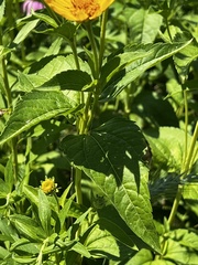 Heliopsis helianthoides