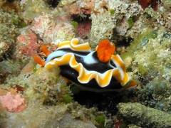 Chromodoris magnifica