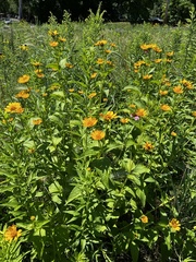 Heliopsis helianthoides