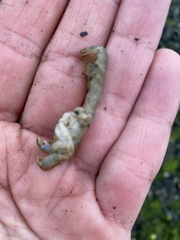 Upogebia pugettensis
