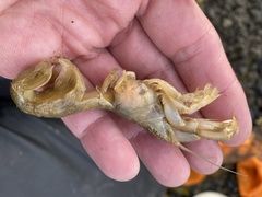 Upogebia pugettensis