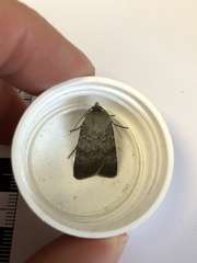 Standfussiana lucernea