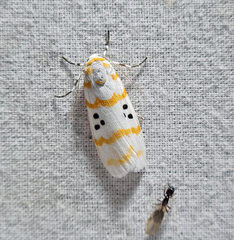 Cyana chrysopeleia